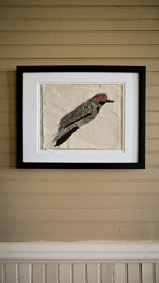 Northern Flicker, Male