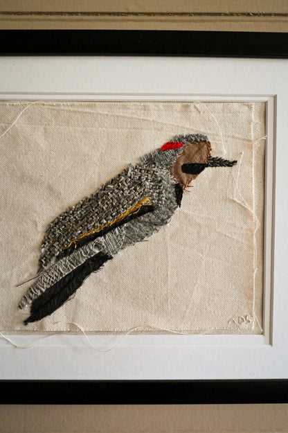 Northern Flicker, Male