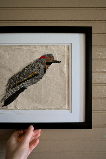 Northern Flicker, Male