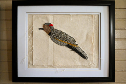 Northern Flicker, Female