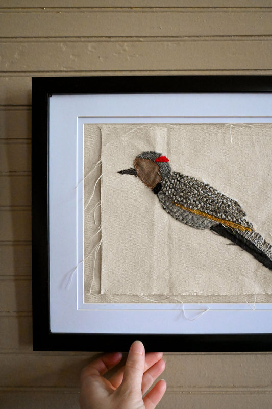 Northern Flicker, Female