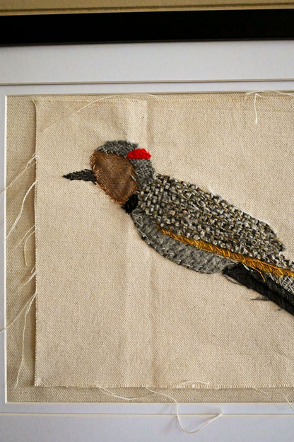 Northern Flicker, Female