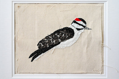 Downy Woodpecker, Male